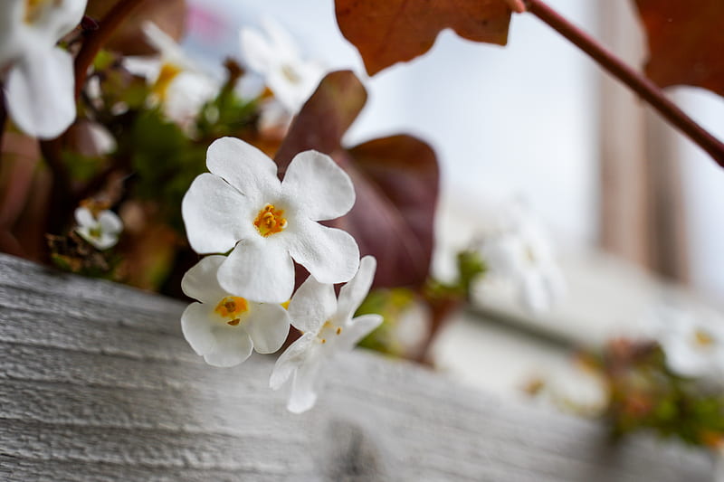 flowers, plant, white, macro, HD wallpaper