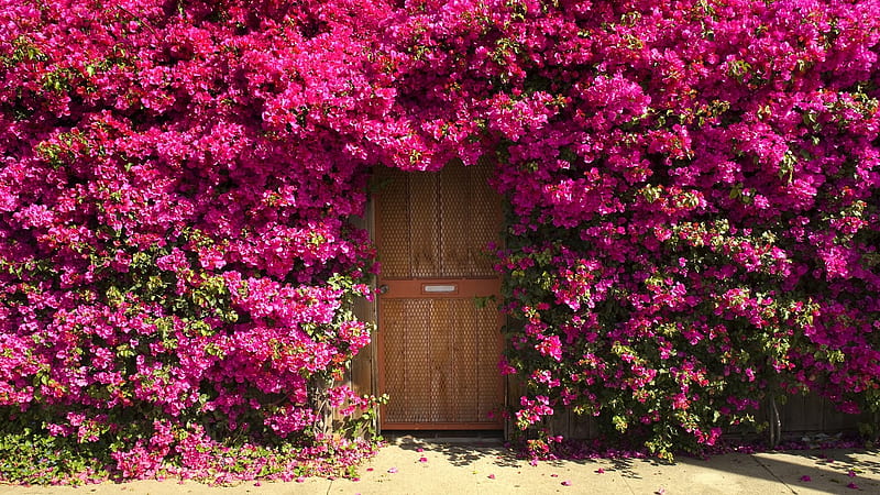 Bougainvillea Surrounding Door, Bougainvillea, Flowers, Nature, Doors, HD wallpaper