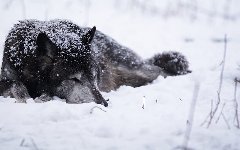 Sleeping Wolf, wolf, sleeping, snow, lying, HD wallpaper