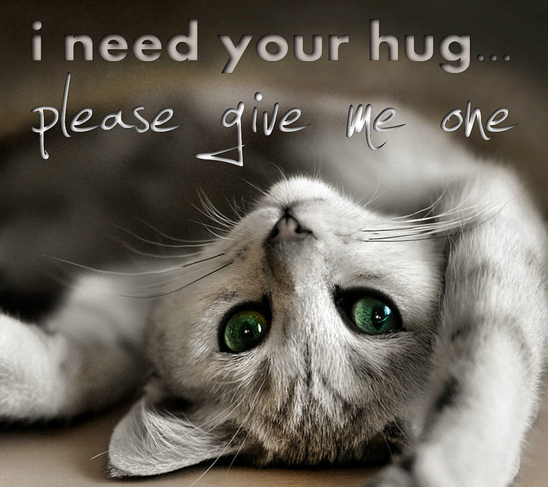 I Need Your Hug, kitten, love, HD wallpaper
