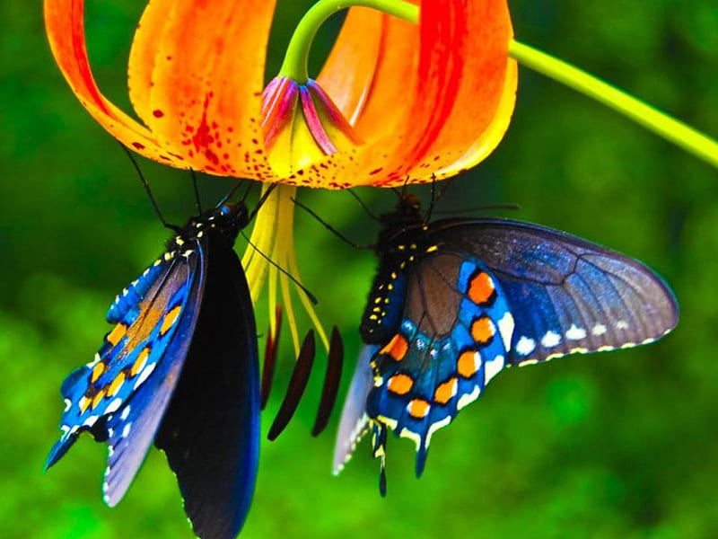 Blue butterflies on orange lily, blue butterflies, orange lily, HD wallpaper