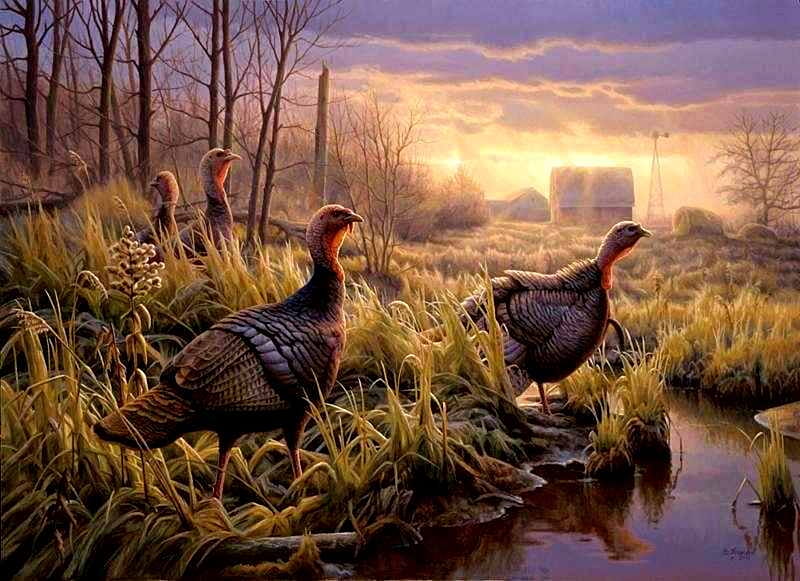 Turkeys In The Mist, turkeys, wild turkeys, water, creek, sunset, trees, field, barn, HD wallpaper