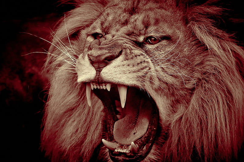 Cats, Lion, Mouth, Muzzle, Wildlife, predator (Animal), HD wallpaper