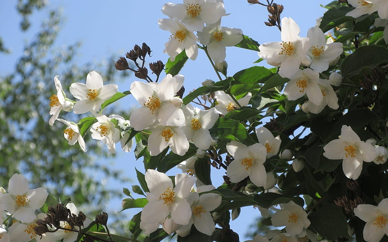 Jasmine, summer, flowering, bush, white, HD wallpaper