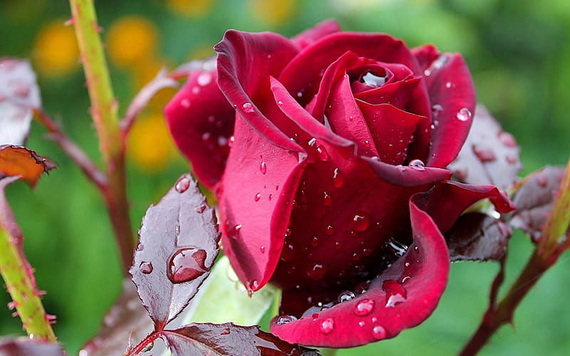 Rose, red, wet, green, water drops, flower, HD wallpaper