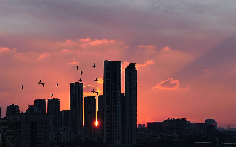 Sunset in Shenzhen, China, birds, sunset, China, skyscrapers, city, HD wallpaper