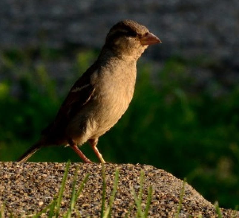 Macro Sparrow, micro, macro bird, macro, sparrow, finch, HD wallpaper