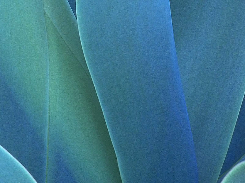 Blue Agave. jpg, agava, abstract, blue, HD wallpaper | Peakpx