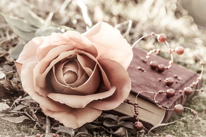 Vintage Rose, flower, rose, pink, vintage, HD wallpaper