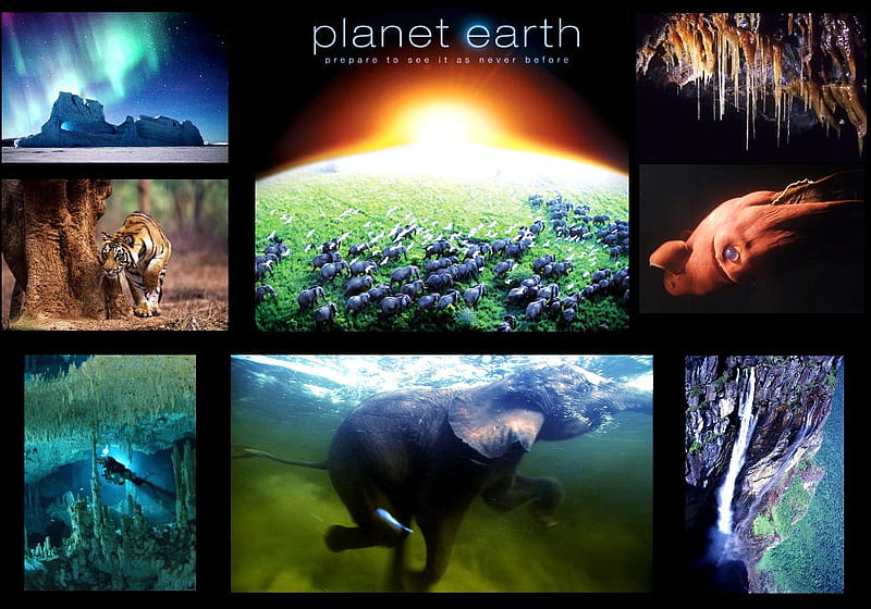 Save our planet, poster, water, sky earth, earth sea, nature, animals, HD  wallpaper | Peakpx