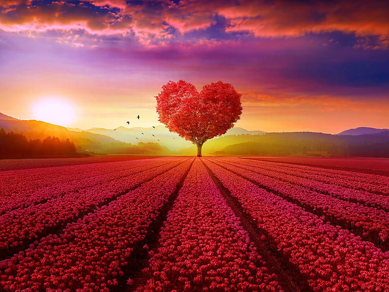 :-), red, cloud, luminos, sunset, valentine, vara, tree, heart, summer, flower, field, HD wallpaper