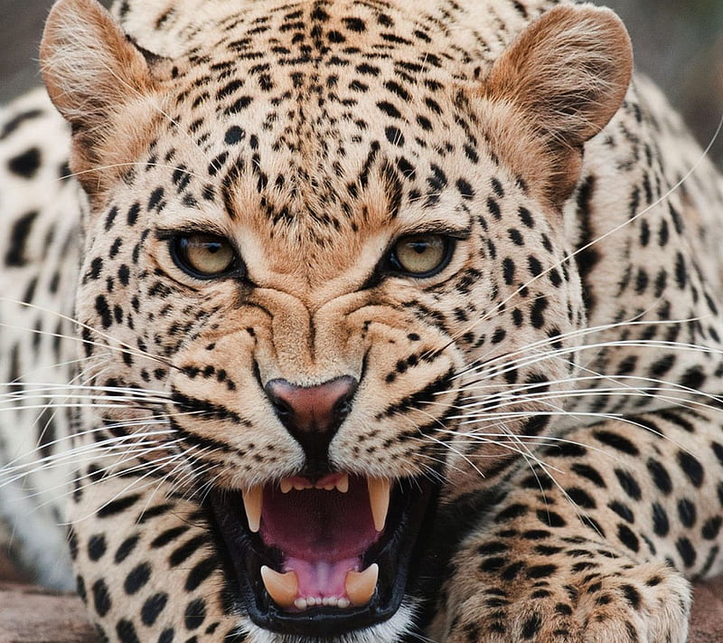 Leopard, felidae family, HD wallpaper