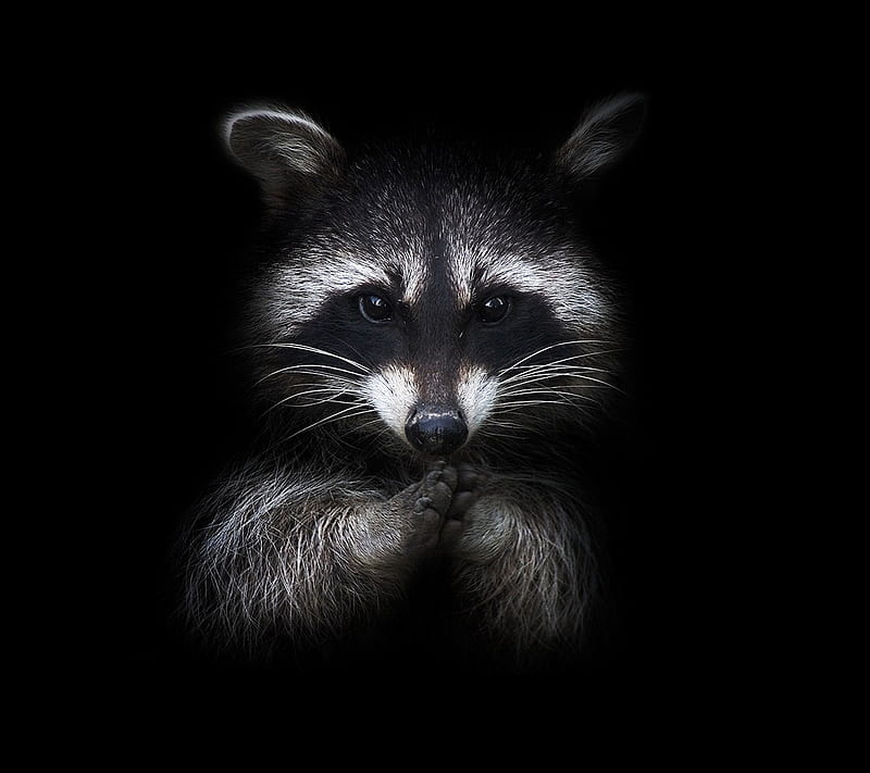 Raccoon, black, HD wallpaper
