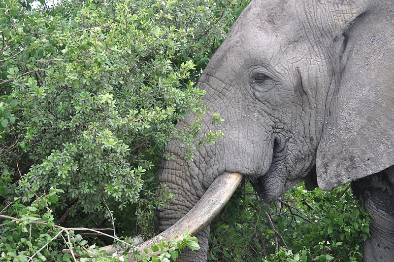Tusker, Bush, Eating, Tusks, Elephant, HD wallpaper