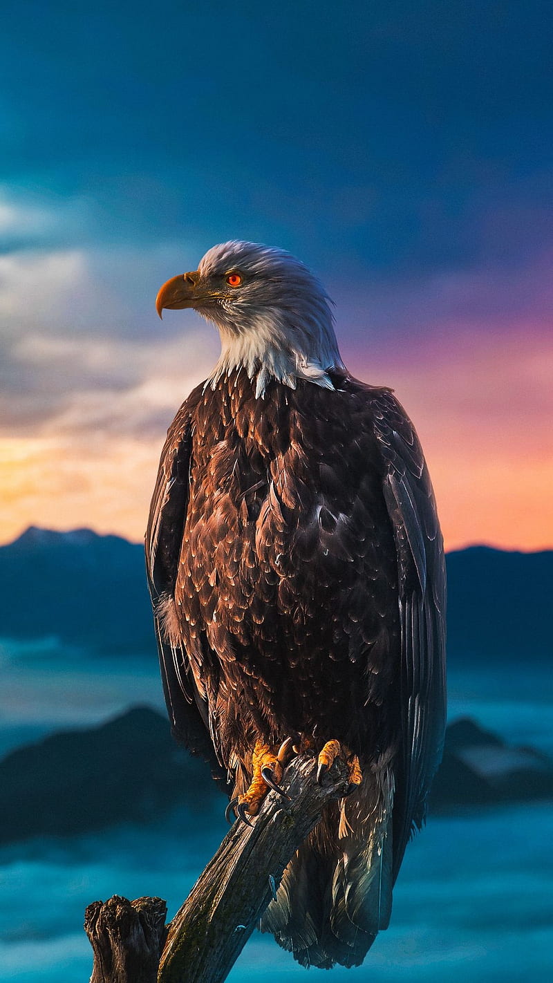 King of the sky, animal, bird, birds, blue, eagle, eagles, sunset, HD phone  wallpaper | Peakpx