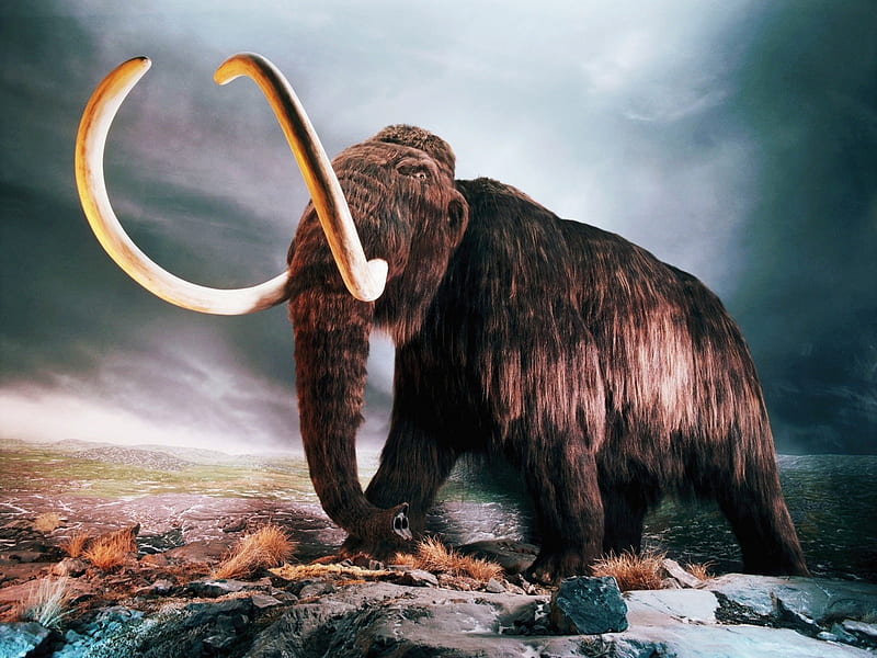 Woolly Mammoth-Animal World Series, HD wallpaper
