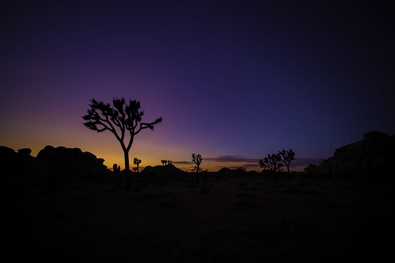 tree, silhouette, sunset, prairie, HD wallpaper
