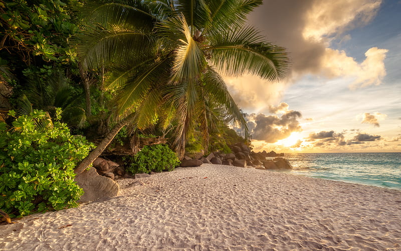 tropical island, beach, palm trees, sunset, evening, ocean, seascape, summer, paradise, HD wallpaper