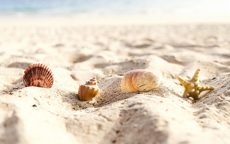 seashells in the sand, beach, summer, sand, coast, sea, summer travel concepts, HD wallpaper
