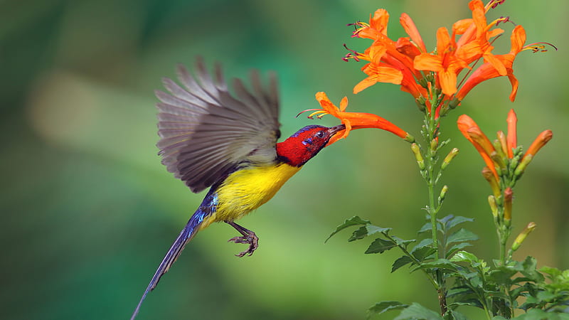 Red And Yellow Bird Hovering From Red Flower In Blur Background During Daytime Birds, HD wallpaper