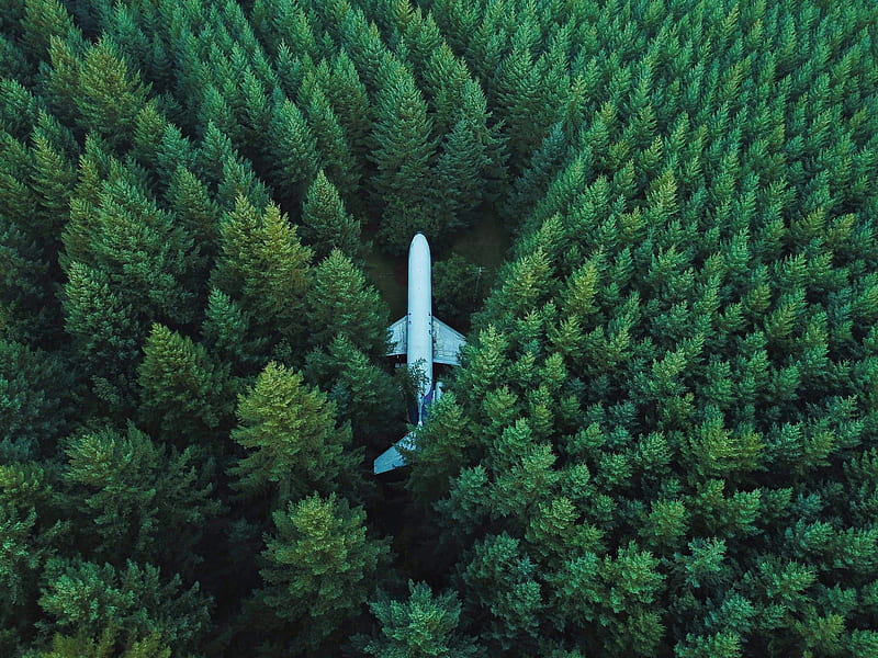 Plane In Middle Of Forest , planes, nature, forest, HD wallpaper