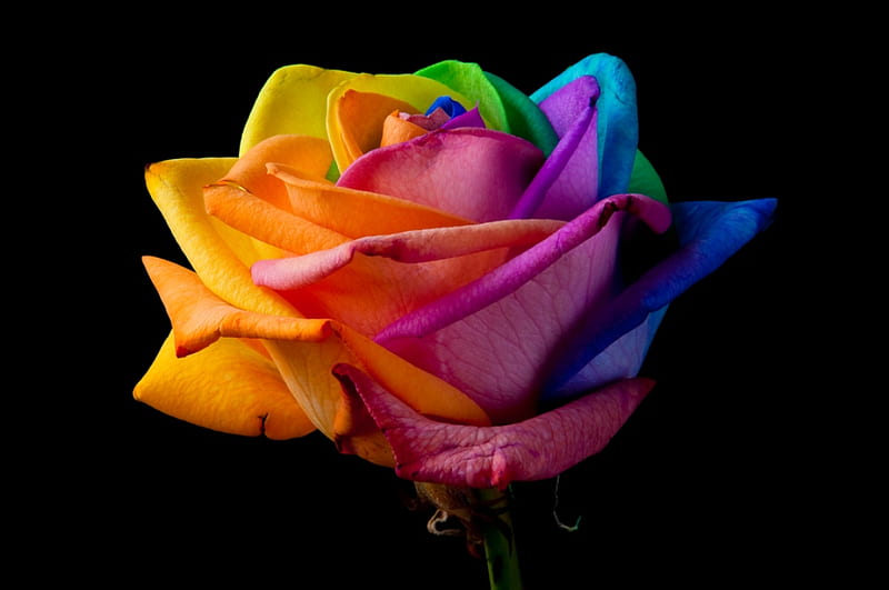 1920x1080px 1080p Free Download Rainbow Colorful Rose Colors Yellow Magic Green Purple