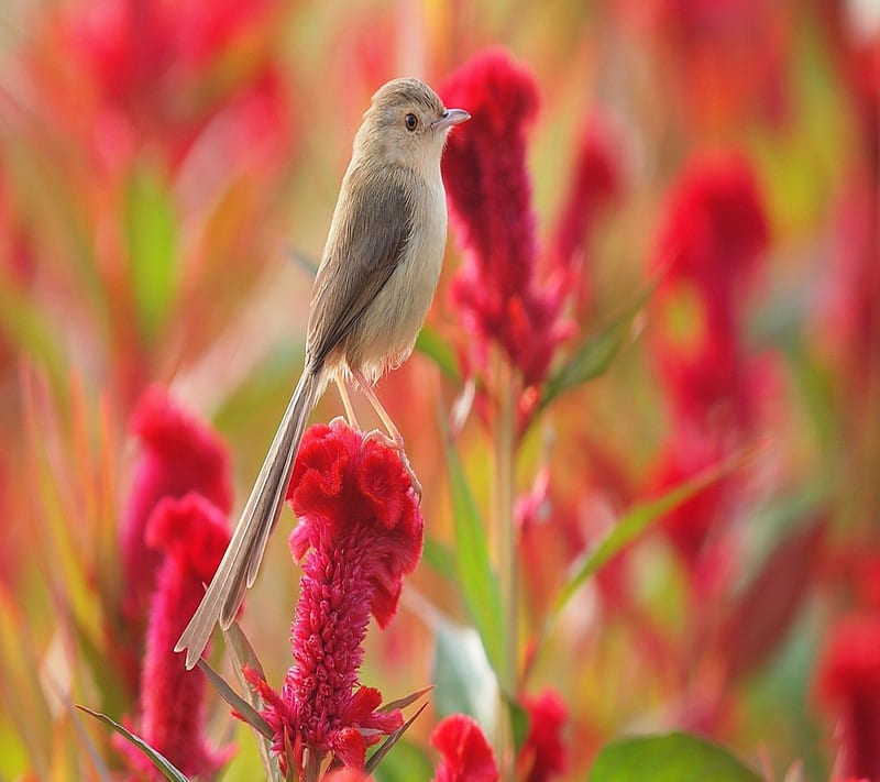 beautiful nature, animal, bird, color, colorful, field, flowers, new, nice, HD wallpaper