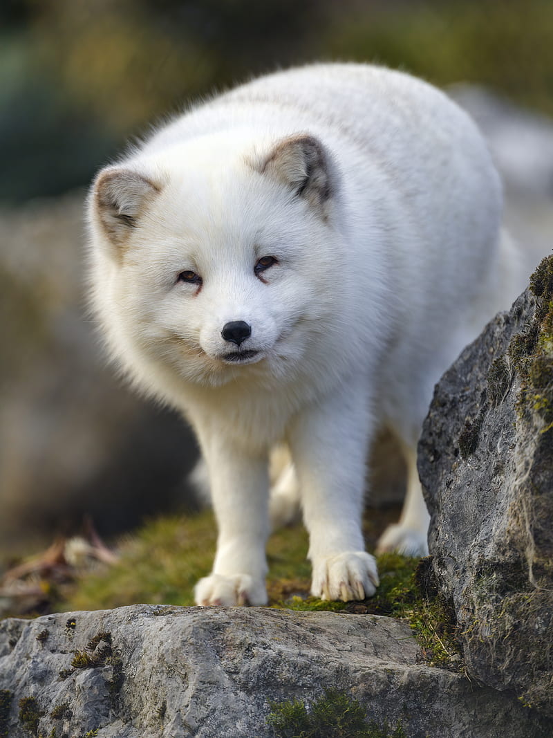 HD white arctic fox wallpapers | Peakpx