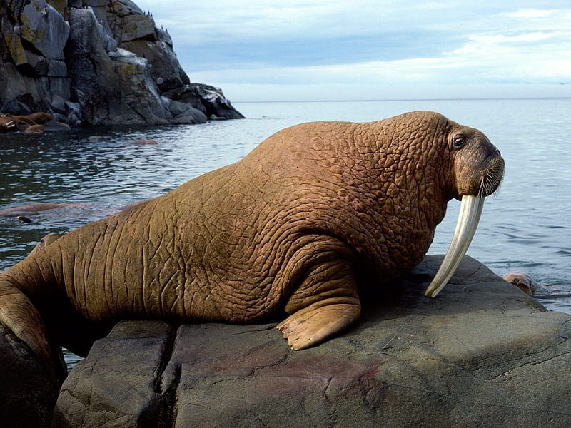 I am the walrus, walrus, rock, sea, tooth, HD wallpaper