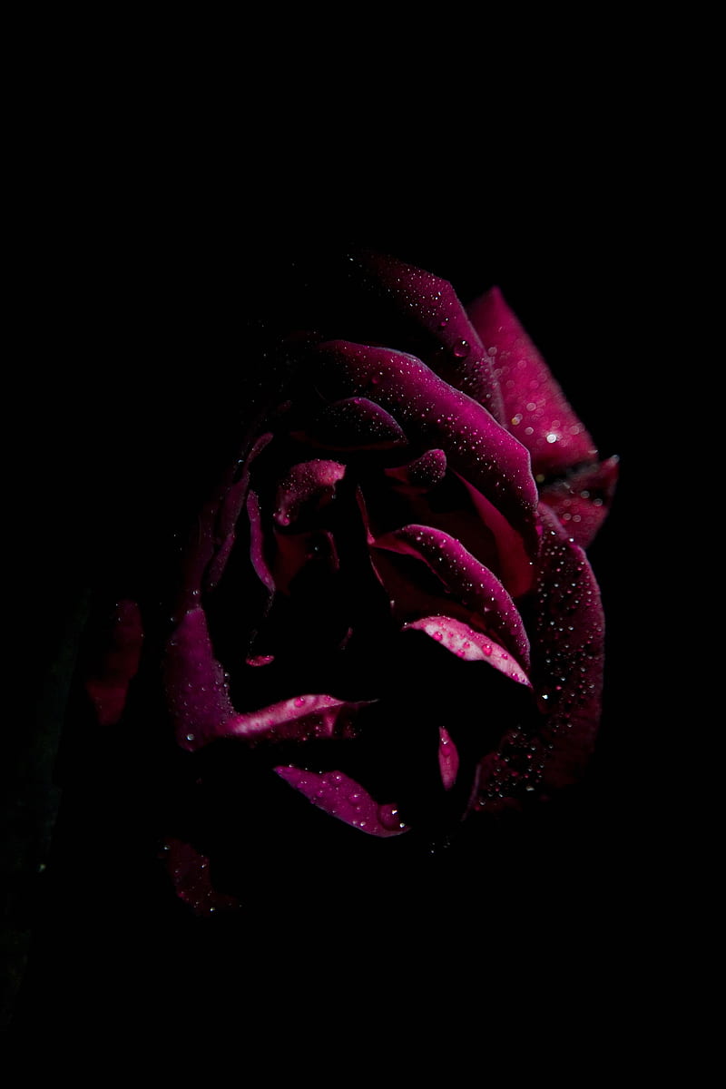 claret rose, water drops, moisture, close-up, Flowers, HD phone wallpaper