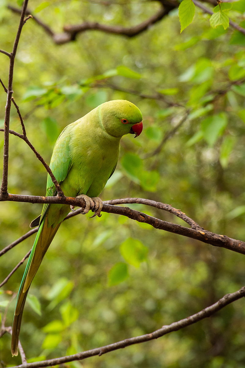 rose-ringed parakeet, parrot, bird, green, HD phone wallpaper