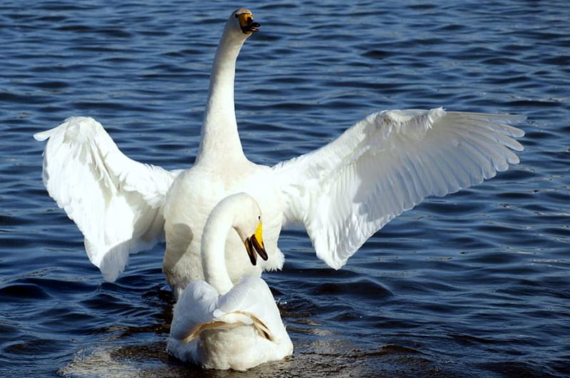 Big Hug, water, wings outstretched, white, purity, swans, HD wallpaper
