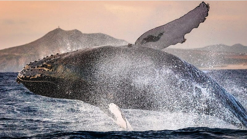 Sperm Whales Jumping, HD wallpaper
