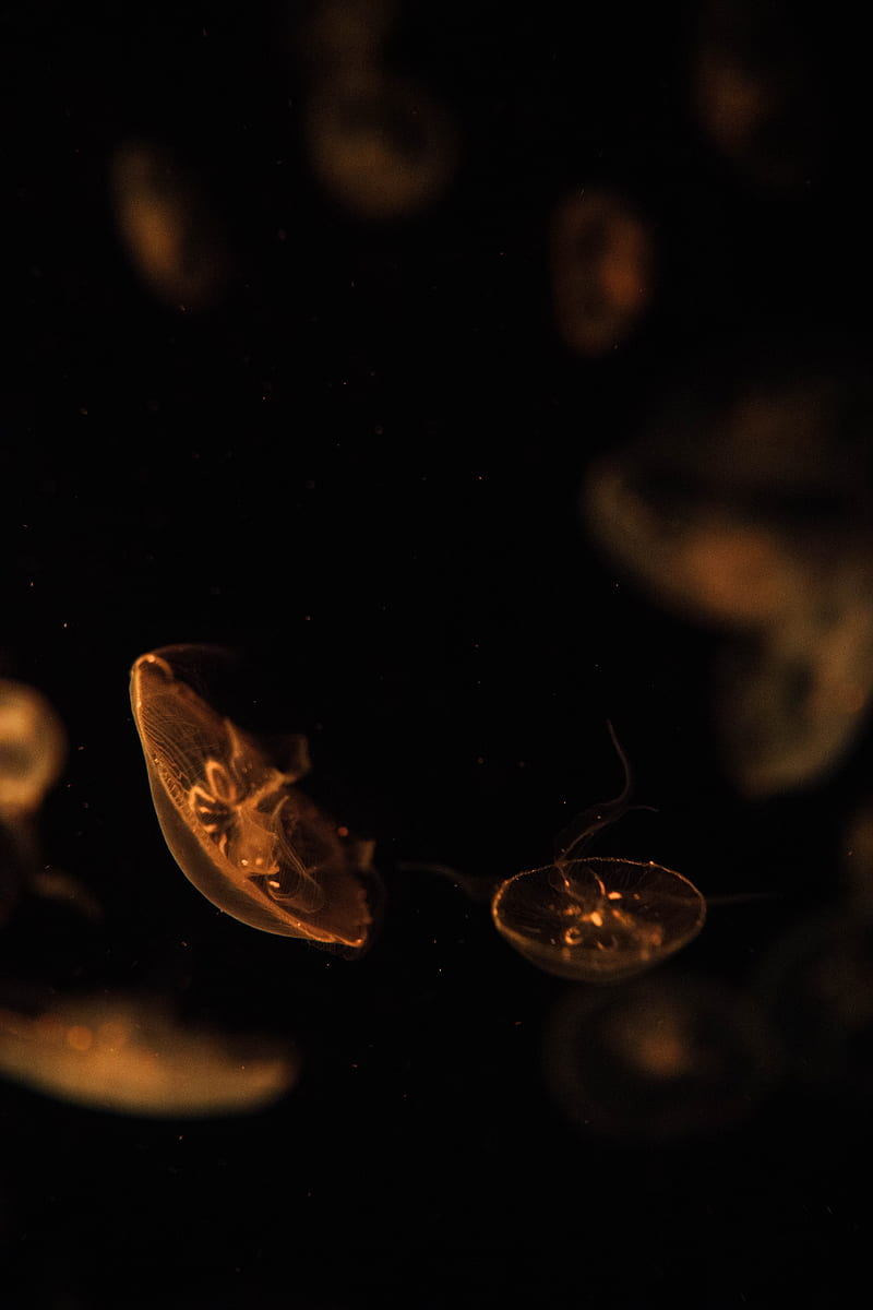 jellyfish, creatures, brown, underwater, depth, HD phone wallpaper