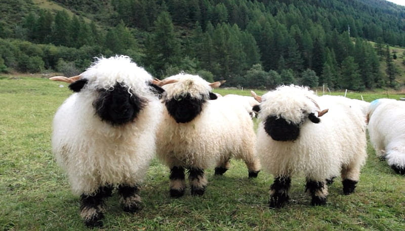 White Sheep, Black, Grass, White, Sheep, Animals, HD wallpaper