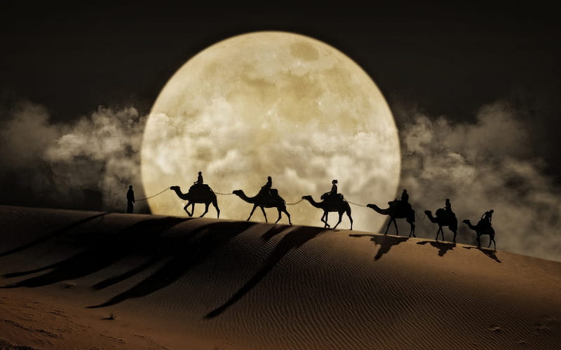 Desert at night, desert, moon, night, camel, HD wallpaper