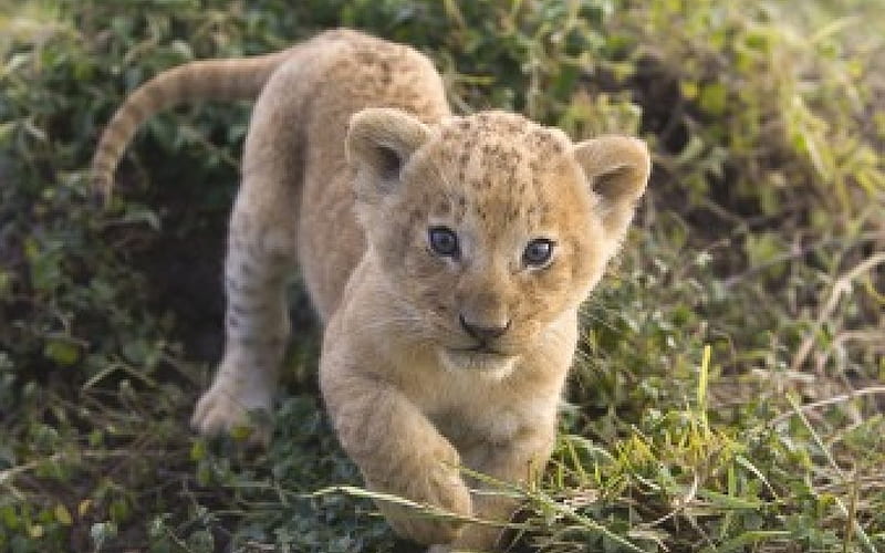 African Lion Cub, cub, lion, african, wild, HD wallpaper