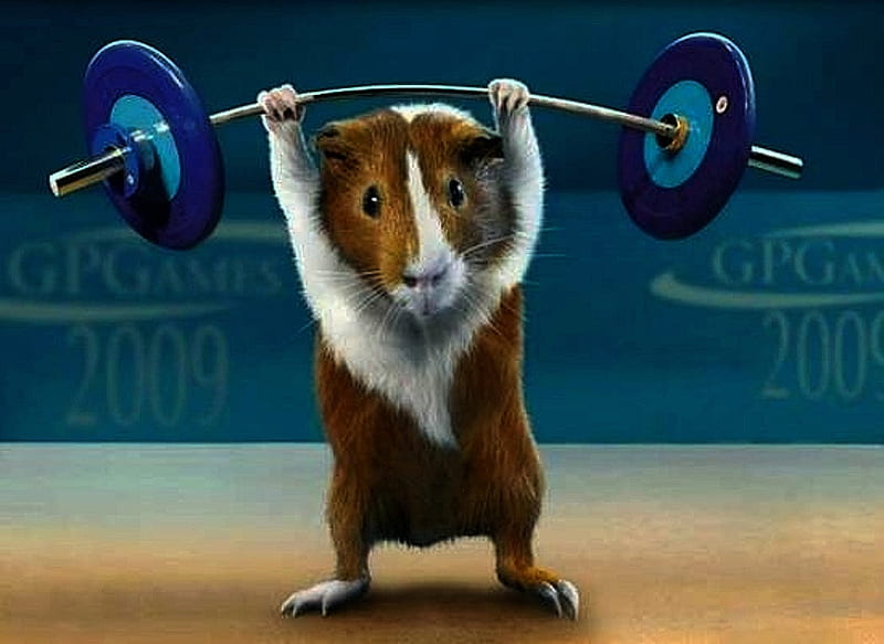 Lifting weights, weights, bonito, funny, mouse, HD wallpaper
