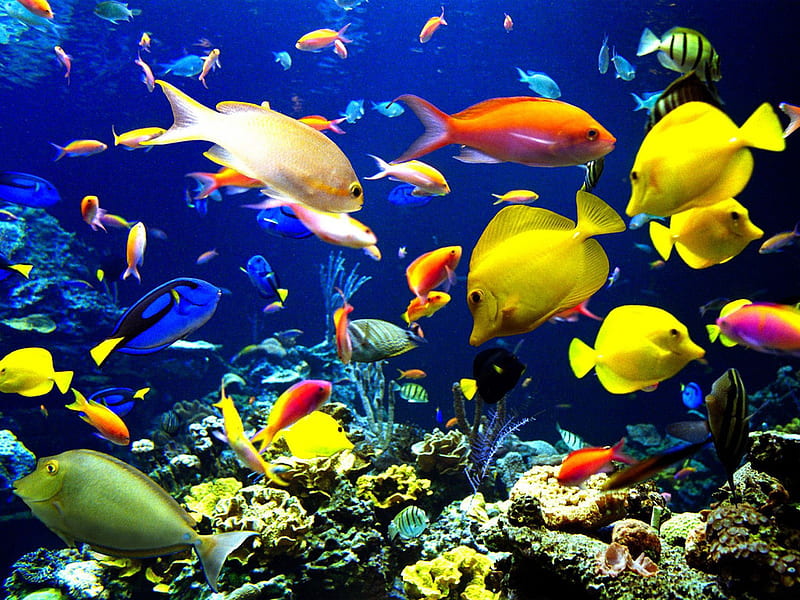 VERY COLORFUL A SCHOOL OF FISH, vibrant, colors, vivid, bonito, HD wallpaper