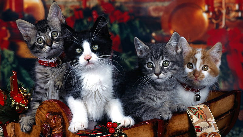 Four Ash Black White Brown Cat Kittens Inside Wood Basket Cute Cat, HD wallpaper