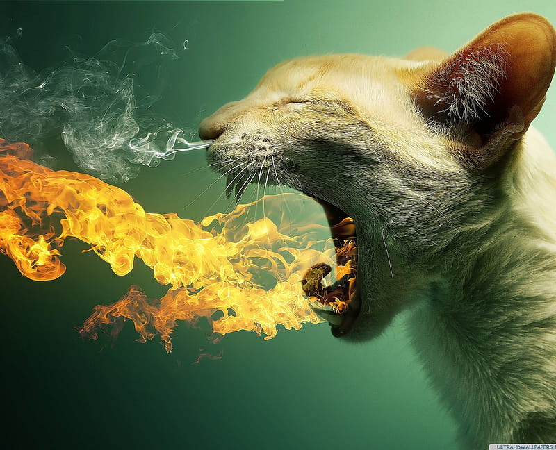 Flaming cat, abstract, fire, funny, htc, lg, samsung, sony, HD wallpaper