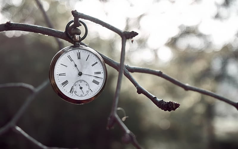 old pocket watch, time, clock, branch, winter, HD wallpaper