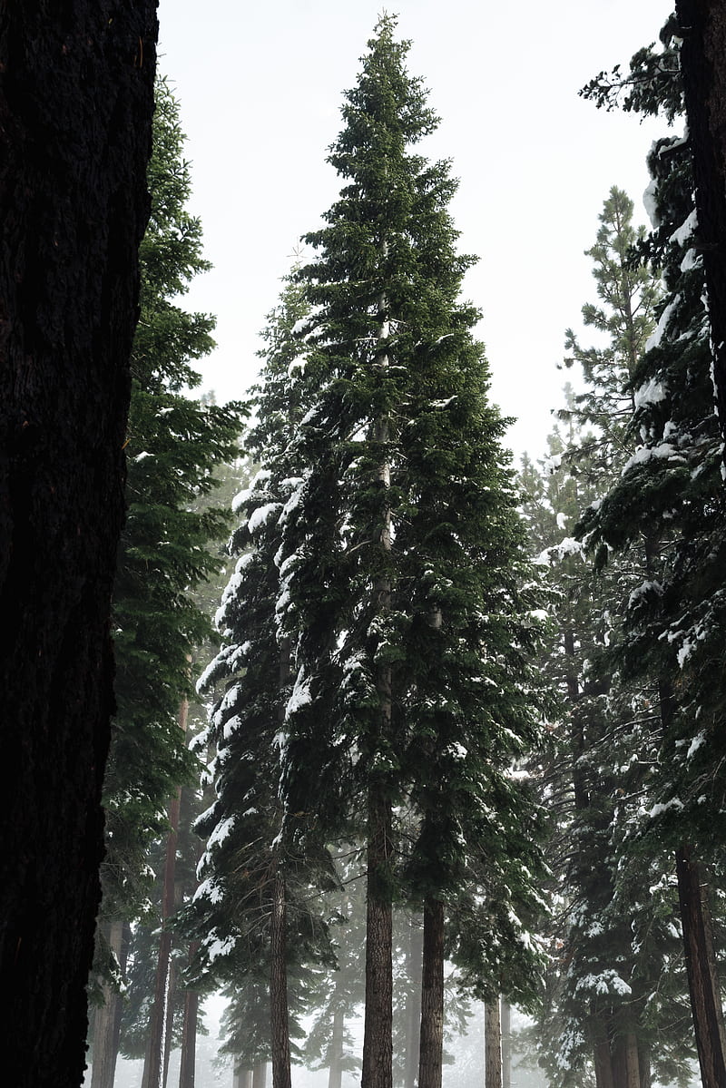 Green pine tree during daytime, HD phone wallpaper | Peakpx