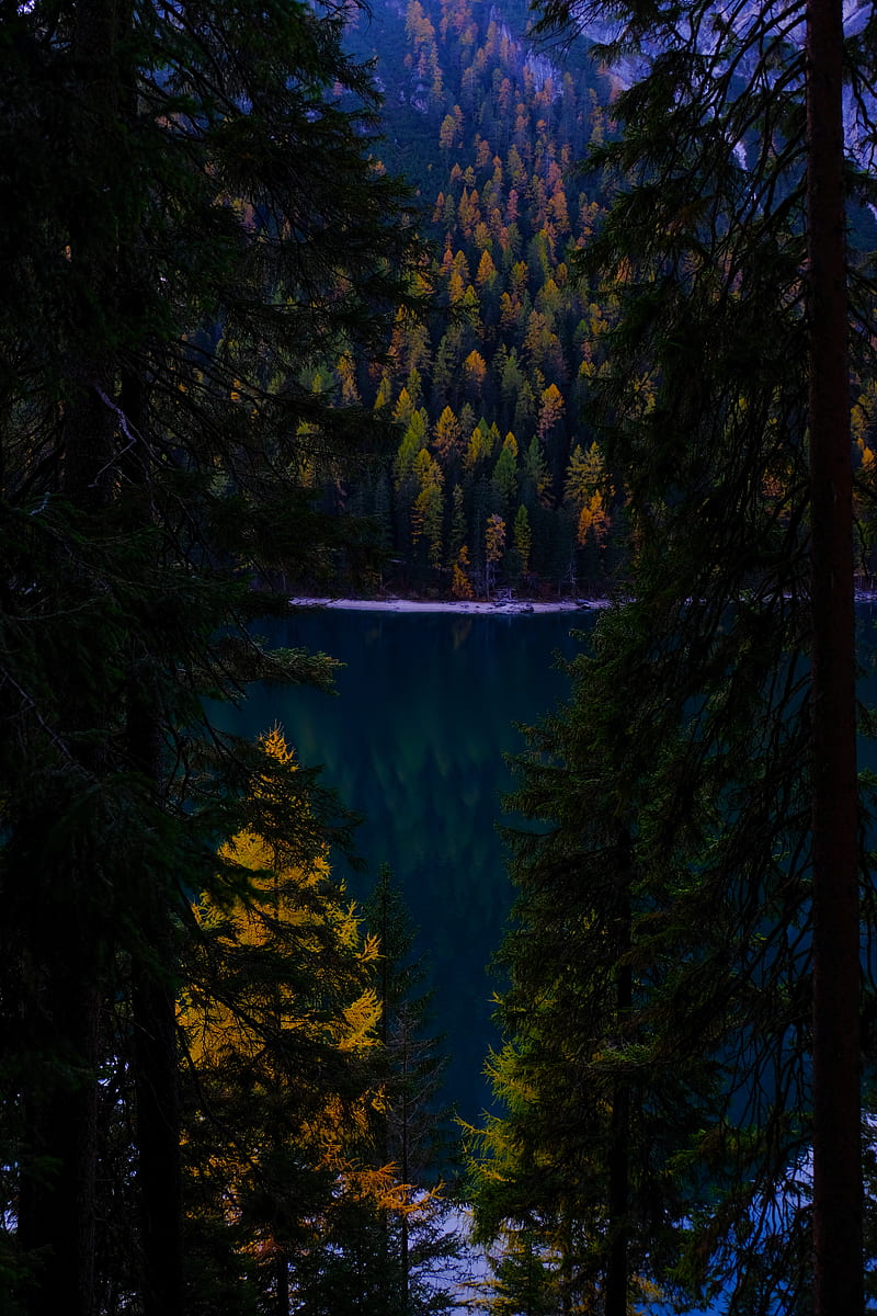 Green Pine Trees Near Body of Water, HD phone wallpaper