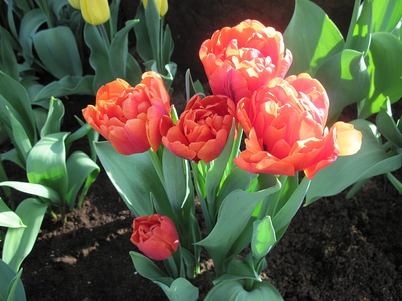 Seasonal celebrations with flowers 38, Tulips, graphy, green, Orange ...
