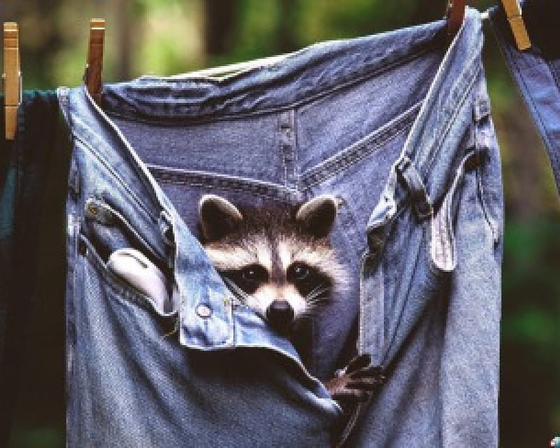 raccoon in your pants, cheeky, rodants, pants, raccoon, HD wallpaper