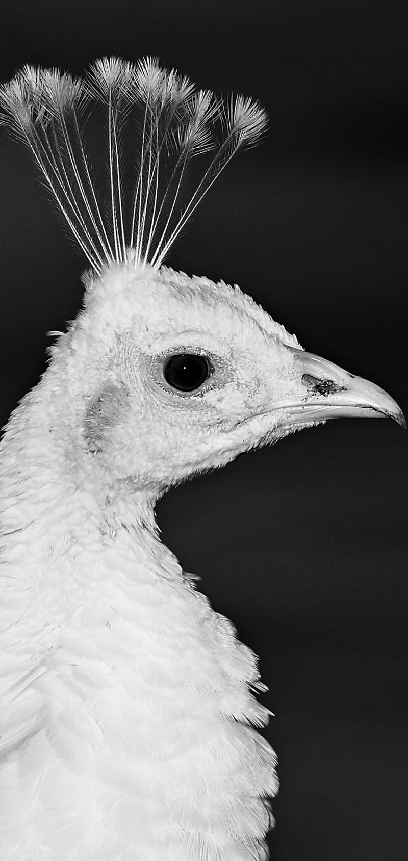 White Peacock, bird, HD phone wallpaper | Peakpx