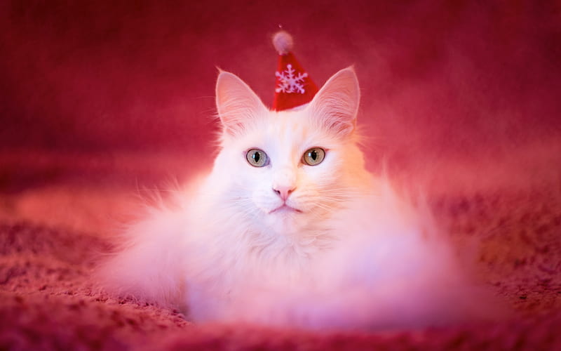 red, christmas, craciun, pink, white, pisici, cat, hat, animal, HD ...