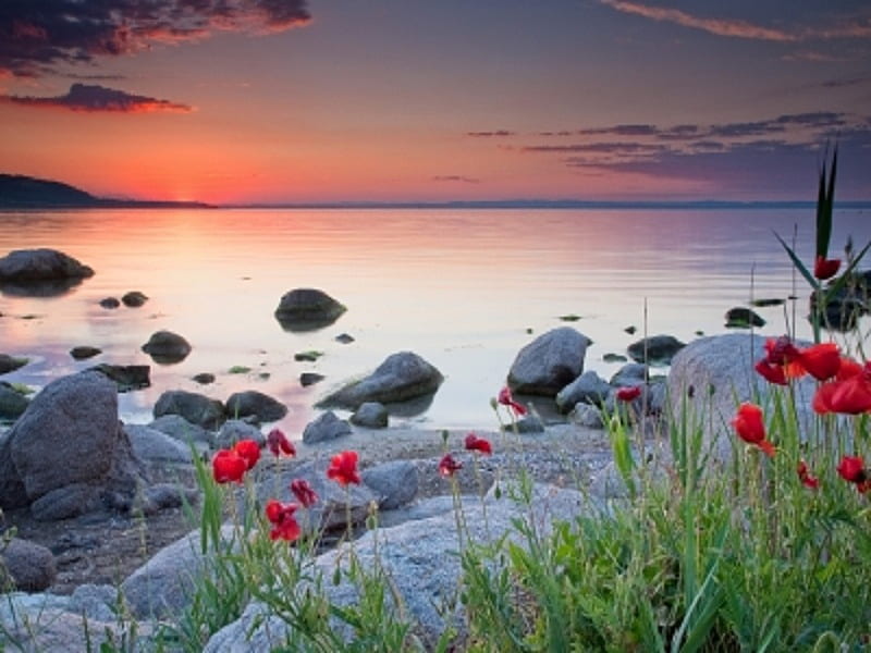 Poppies By The Sea, poppies, flowers, beautiful sky, sea, landscape, HD wallpaper