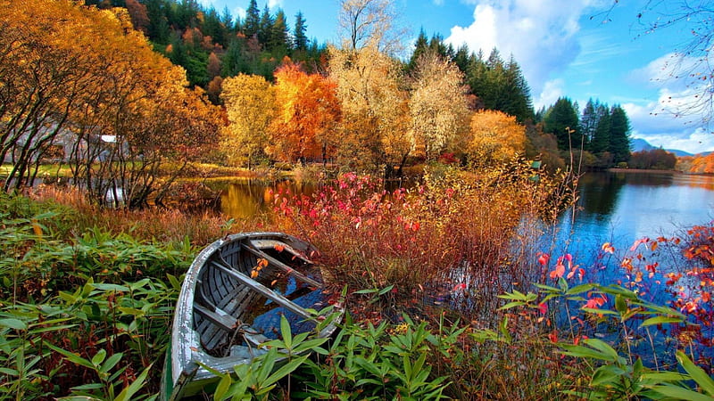 sunken boat in beautiful lake vegetation, forest, autumn, sunken, boat, plants, lake, HD wallpaper